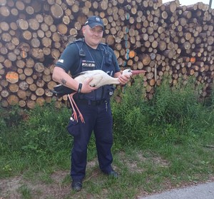 Na zdjęciu policjant w umundurowaniu służbowym trzymający bociana, w tle poskładane drzewo.