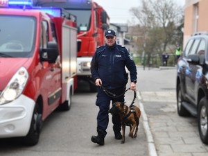 Policyjny przewodnik psa w umundurowaniu służbowym idzie na drodze z psem służbowym obok pojazdy Straży Pożarnej w tle budynki i droga.