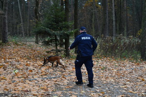 Policyjny przewodnik psa z psem służbowym penetrują teren leśny.